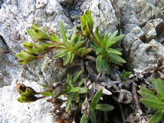 Veronica colostylis