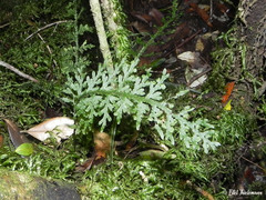 Hymenophyllum caudiculatum