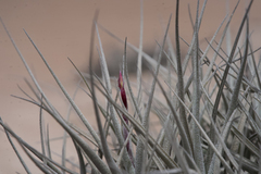 Tillandsia marconae