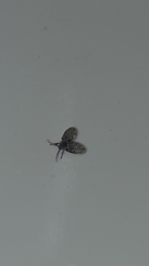 Psychodinae