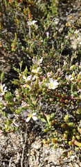 Frankenia pauciflora