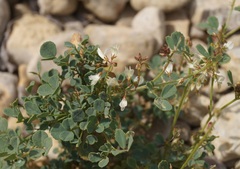 Melilotus tauricus