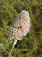Dalea aurea