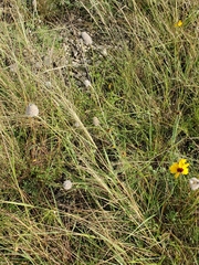 Dalea aurea