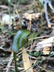 Pterostylis hildae
