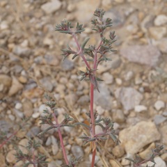 Petrosimonia brachiata
