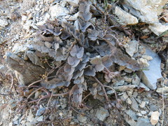 Gingidia enysii