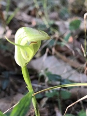 Pterostylis hildae