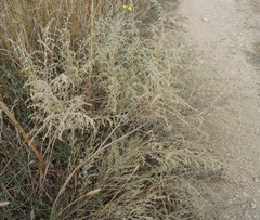 Artemisia santonicum