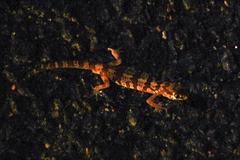 Pachydactylus latirostris