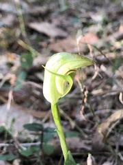 Pterostylis hildae