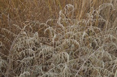 Artemisia santonicum
