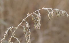 Artemisia santonicum