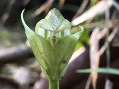 Pterostylis hildae