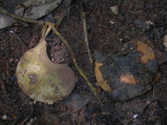 Aspidosperma megalocarpon