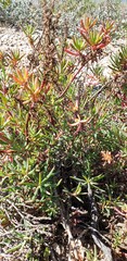 Suaeda australis