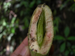 Aspidosperma megalocarpon