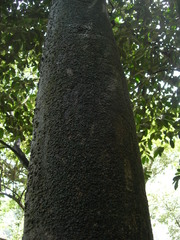 Aspidosperma megalocarpon