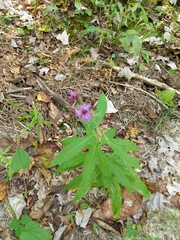 Vernonia greggii