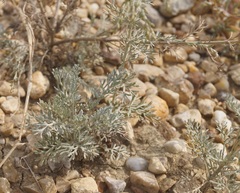 Artemisia fragrans