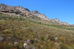 Leucospermum bolusii