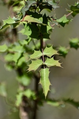 Berberis swaseyi