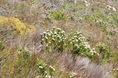 Leucospermum bolusii