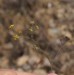 Bupleurum marschallianum