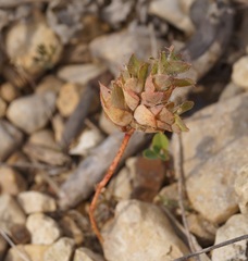 Euphorbia falcata