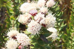 Leucospermum bolusii