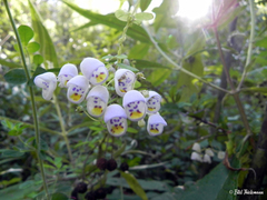 Jovellana punctata