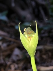 Pterostylis hildae