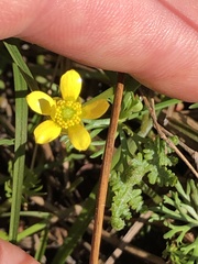 Ranunculus inundatus