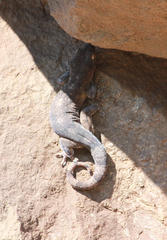 Homopholis walbergii