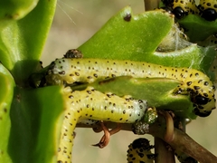 Ceratulus spectabilis