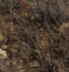 Bupleurum marschallianum