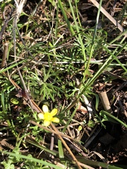 Ranunculus inundatus