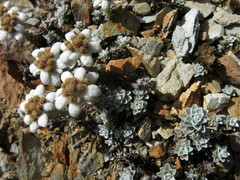 Leucogenes grandiceps