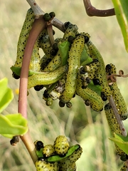 Ceratulus spectabilis