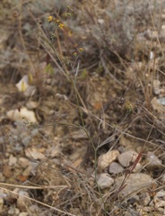 Bupleurum marschallianum