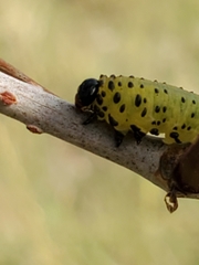 Ceratulus spectabilis