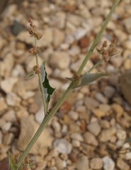 Atriplex aucheri
