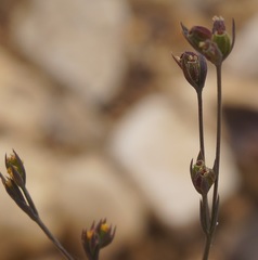 Bupleurum tenuissimum