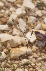 Bupleurum tenuissimum