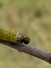 Ceratulus spectabilis