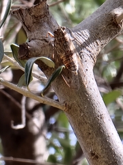 Cicada