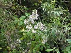 Jovellana punctata