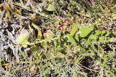 Leucospermum cordatum