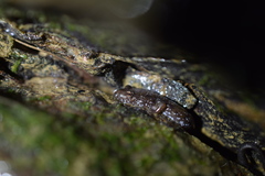 Desmognathus abditus