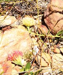 Leucospermum cordatum